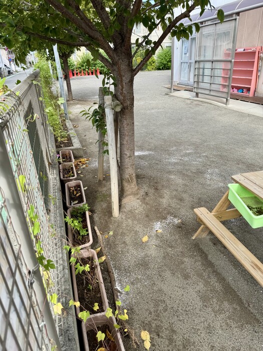 さくらの木消毒