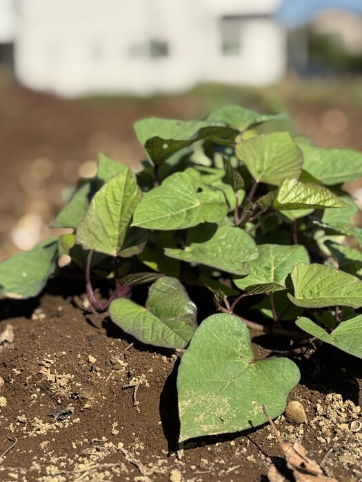 吉原さんの畑でサツマイモ掘り♪