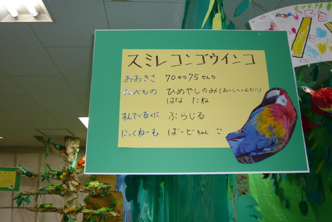 ふじ組　スミレコンゴウインコ看板