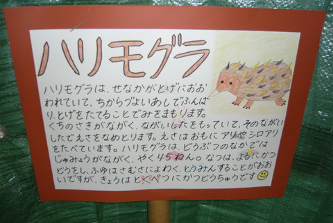さくら組　ハリモグラ看板