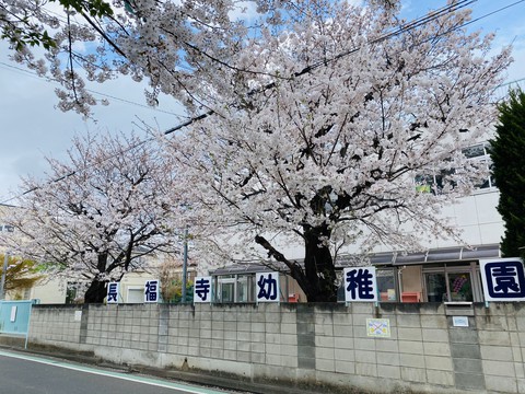 さくら