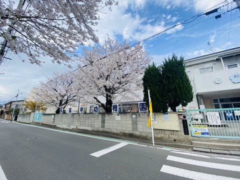 さくら