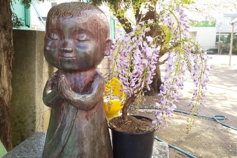 ふじ