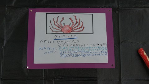 すみれ組　タカアシガニ　看板