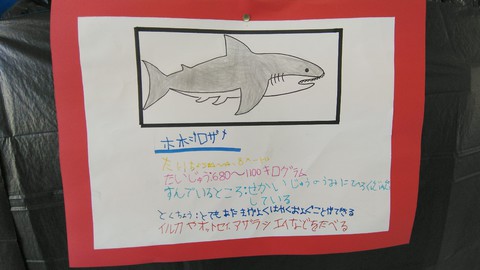 すみれ組　サメ　看板
