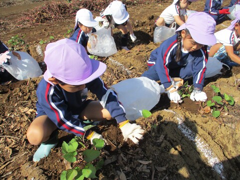 おおきいおいもかな？